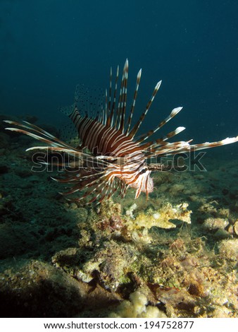 Common lionfish (Pterois volitans)