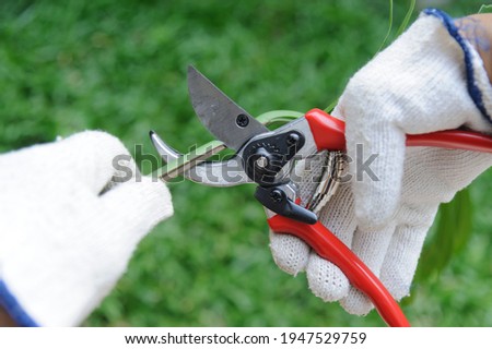 Close up picture of man's hand holding garden shears, cutting off branches in the garden