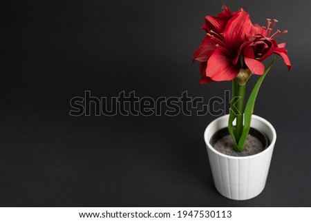 red tulip pot of cloth red flower