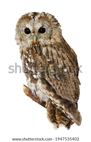 An Owl isolated on white	