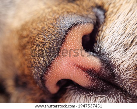 A closeup of the nose of a European Shorthair cat.