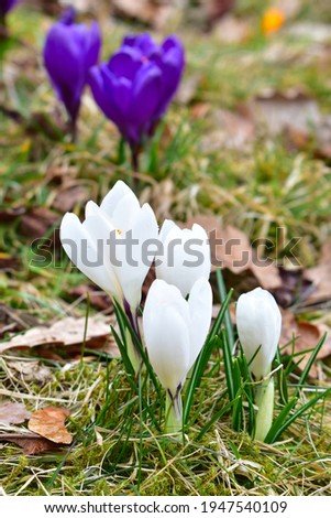 White crocus flower, spring crocus flower as a background, perfect for a card. 