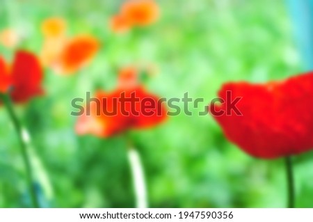 Background of blurry red poppies in a green garden.