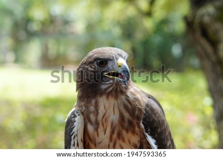 A Redtail hawk in Clearwater, Florida. Royalty-Free Stock Photo #1947593365