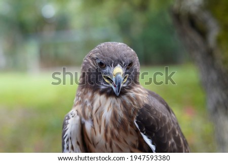 A Redtail hawk in Clearwater, Florida. Royalty-Free Stock Photo #1947593380