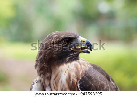 A Redtail hawk in Clearwater, Florida. Royalty-Free Stock Photo #1947593395