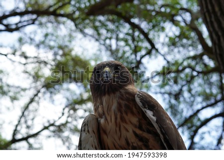 A Redtail hawk in Clearwater, Florida. Royalty-Free Stock Photo #1947593398