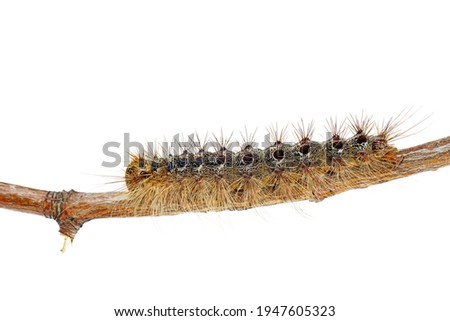 Lymantria Ocneria (Porthetria) larva isolated on white background