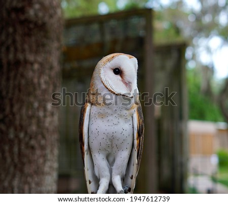A common Barn Owl in Clearwater, Florida. 