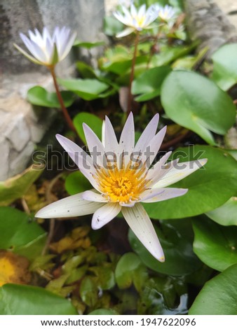 Beautiful white flower on a water lily