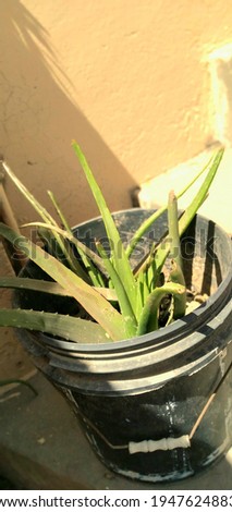Aloe vera is a stemless or very short-stemmed plant growing to 60–100 centimetres (24–39 inches) tall, spreading by offsets. The leaves are thick and fleshy, green to grey-green, with some varieties s