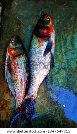 two fishes picture clicked just after fishing
