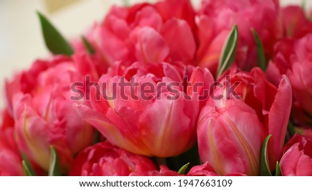 Macro photography of pink tulip petals (tulip variety - San Remo) in selective focus for background
