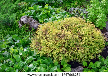 Lush yellow thuja Golden Tuffet in the garden design in summer close up
 Royalty-Free Stock Photo #1947668251