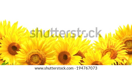 Border with sunflowers. Isolated on white background