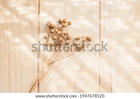 Bouquet of dry flax plant on a wooden neutral pastel beige background with shadows. Soft focus. Monochrome minimalist floral background with copy space. Flat lay. 