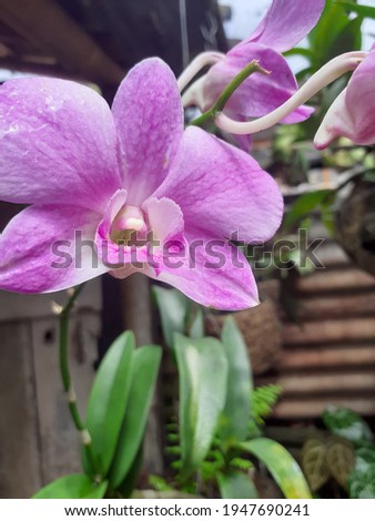 The Larat orchid has the scientific name Dendrobium Phalaenopsis.This plant belongs to the Orchidaceae family.It was discovered on the Larat islands,in the Maluku islands,Indonesia.It is a rare plant.