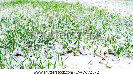 Snow fell on the fresh grass in the spring. Unstable climate.