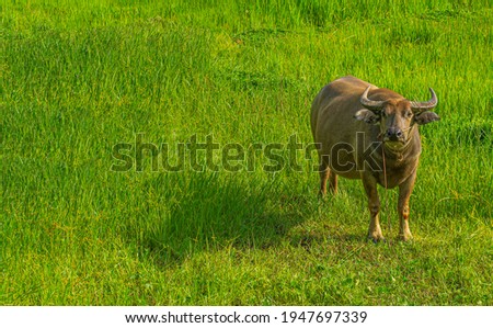 Mammal animal, Thai buffalo in grass field,Adult buffalo with her child with morning light in nature in Thailand