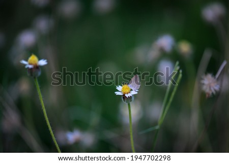 Pattern of Dandelion flower for background