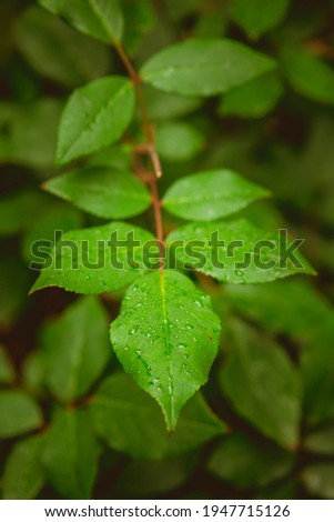 Green leaves covered with water drops