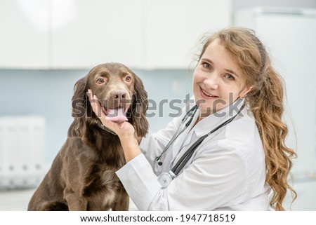 Smiling vet doctor making a check up of an adult spaniel dog with stethoscope at clinic Royalty-Free Stock Photo #1947718519