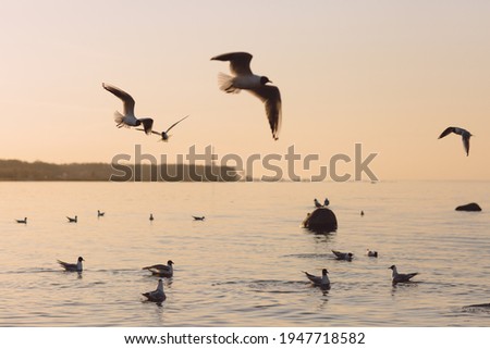 Seagulls in flight over the Gulf of Finland at sunset. Frozen movement of birds. Seascape in the evening. Peterhof Royalty-Free Stock Photo #1947718582