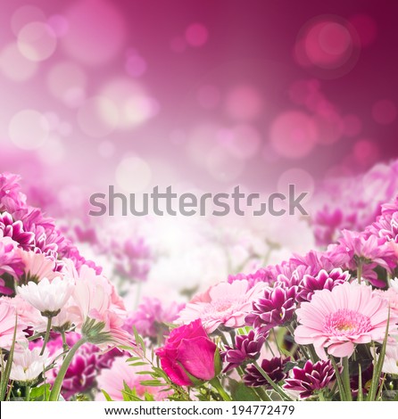  colorful pink flowers on bokeh background