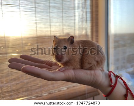 Syrian hamster in the female hands look at camera