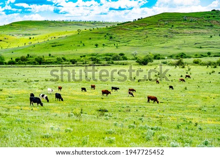 Farm landscape with cows grazing on a green meadows Toyotomitown Hokkaido,Jaoan Royalty-Free Stock Photo #1947725452