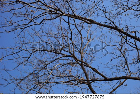 Tree with leafless dry branches against blue sky. Selective focus.