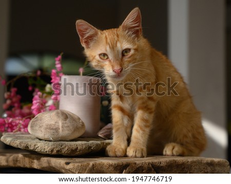 Ginger kitten on the table hd