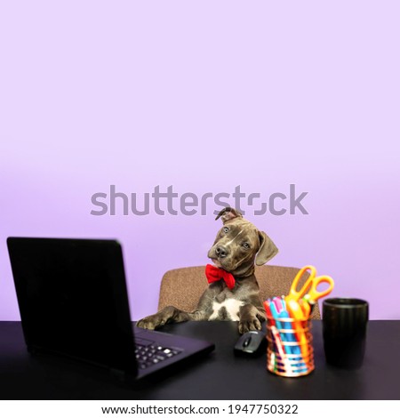 Dog in a bow tie in front of a computer. Humorous depiction of a boss pet. Dog working, dog at work at a computer desk.