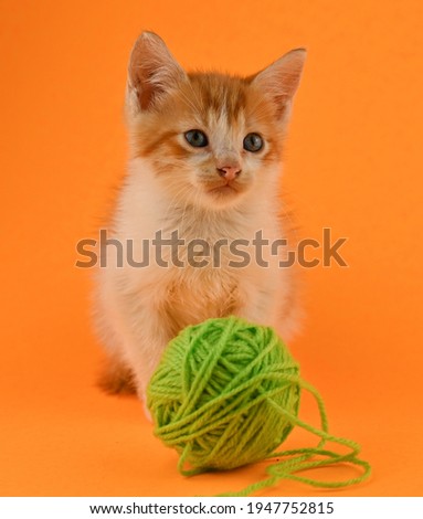 Happy ginger kitten with a ball of thread on an orange background hd