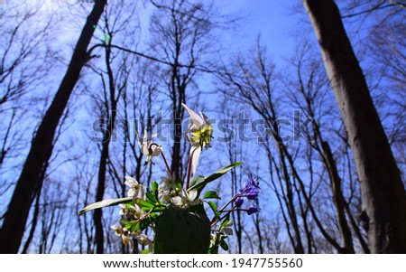 Bouquet of wild spring flowers in the forest