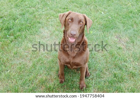 Chocolate lab with tongue sticking out and posing for picture