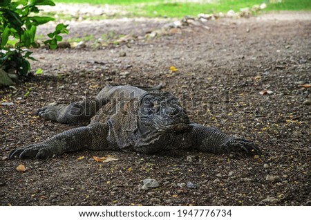 The Komodo dragon squinted in the shade of the green forest of Komodo Island. Indonesia