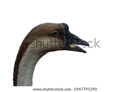 Close up shot of big grey adult goose over white background