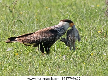 a Southern Caracara hunted a small hare