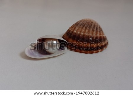 Dinocardium,shells with a pearl inside. White background