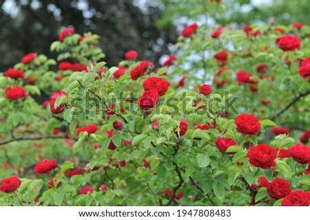Dark red Hybrid Multiflora rose (Rosa) Chevy Chase blooms in a garden in June Royalty-Free Stock Photo #1947808483