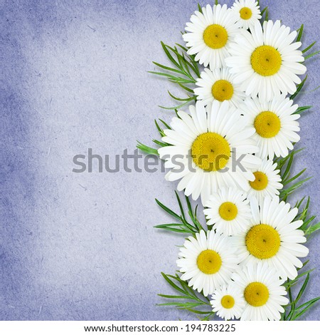 Daisy flowers arrangement on blue background