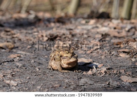 Two gray toads (Bufo bufo) during amplexus during the mating season on a forest road