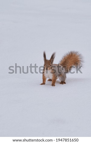 Squirrel sits at feet on snow and looks interestedly upwards.