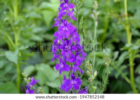 Consolida regalis. Delicate inflorescences. Beautiful flower abstract background of nature. Summer landscape. Field consolidation. Floriculture, home flower Royalty-Free Stock Photo #1947852148