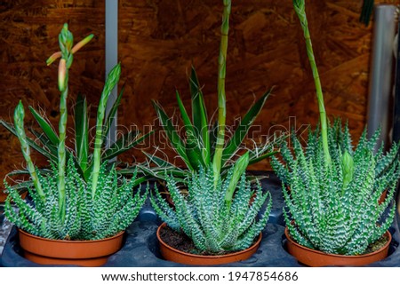 Green Cacti. A variety of indoor flowers. Botanical corner of the house
