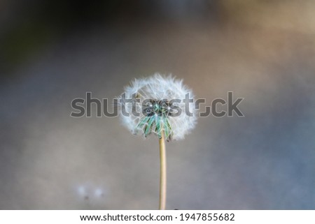 Dandelion isolated close up picture . Horizontal image