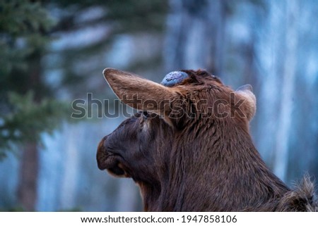Wild Elk Saskatchewan close up pictures Canada