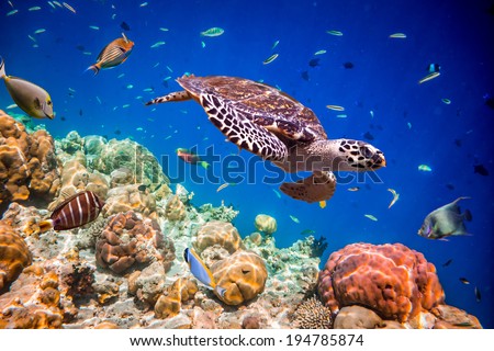 Turtle - Eretmochelys imbricata floats under water. Maldives Indian Ocean. Royalty-Free Stock Photo #194785874