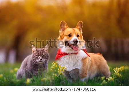 cute fluffy friends a corgi dog and a tabby cat sit together in a sunny spring meadow